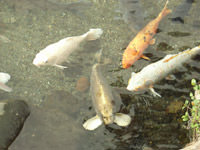 水前寺公園といきなりだんご