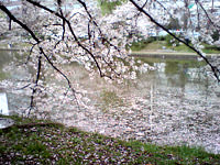 福岡の花見