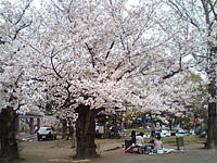 福岡の花見
