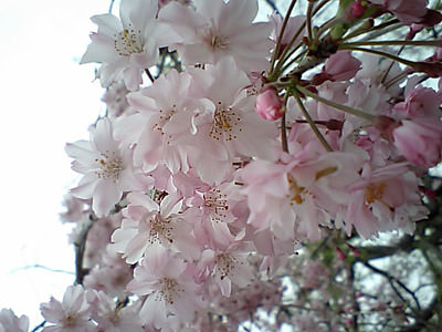 福岡の花見