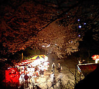 福岡の花見