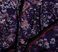 福岡の花見